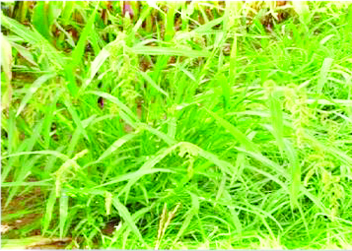 ဆောင်းပါး