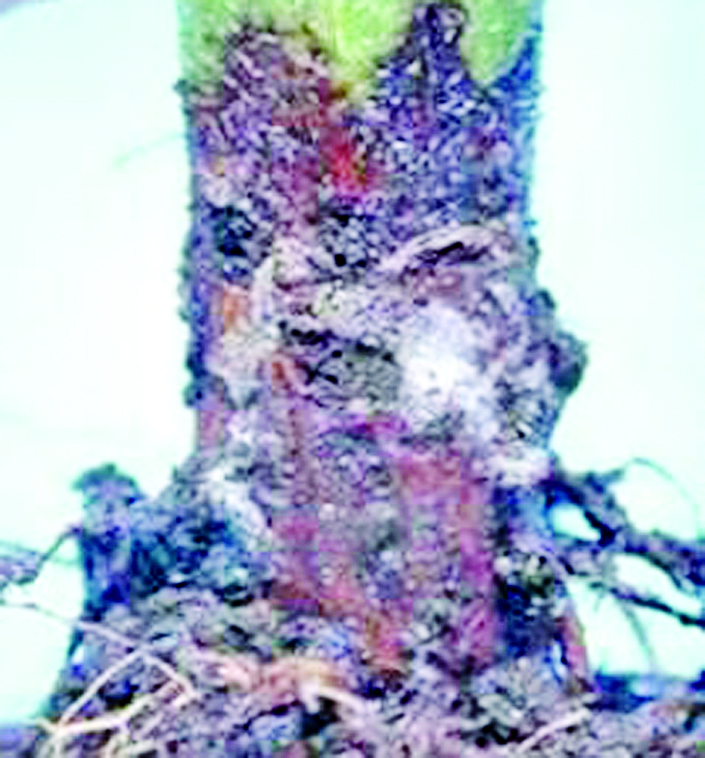 ဆောင်းပါး