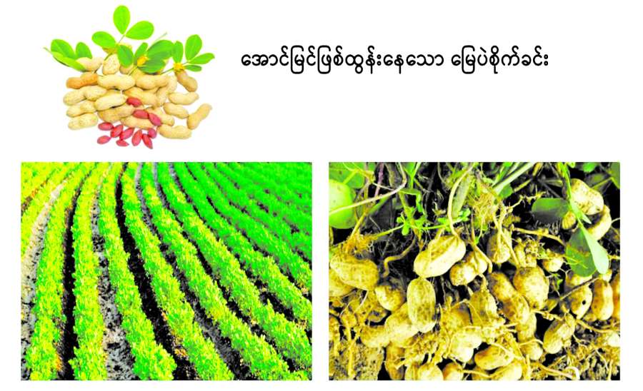 ဆောင်းပါး