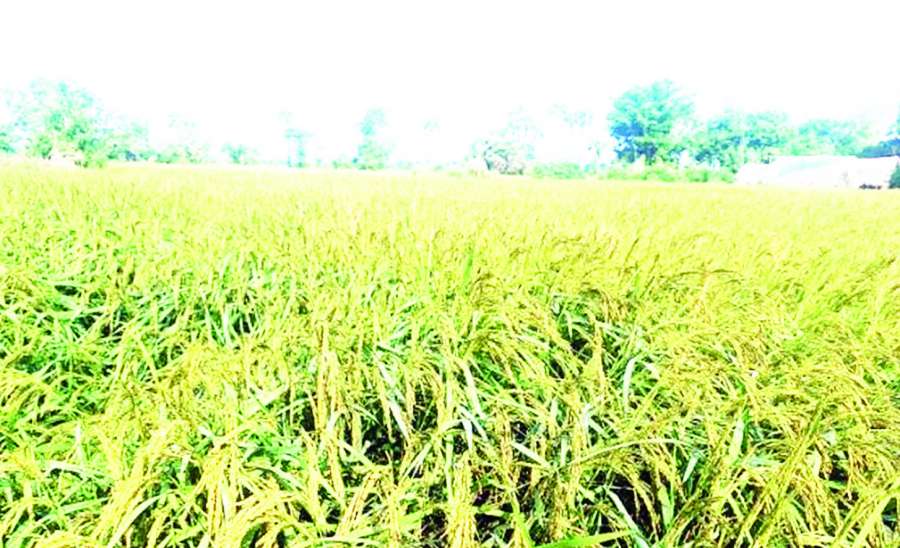 ဆောင်းပါး