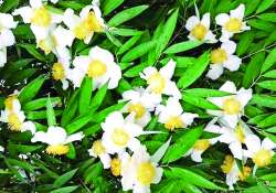 မိဿရာသီခါသင်္ကြန်နှင့် တော်ဝင်ပန်းကံ့ကော်