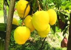 ဆောင်းပါး