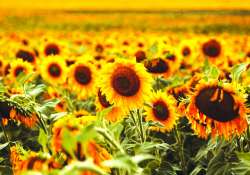 ဆောင်းပါး