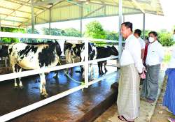 တို့အားများ အပေးအယူ မျှတလို့ နို့စားနွား မွေးမြူသူ သမဝါယမ ဖွဲ့ကြစို့