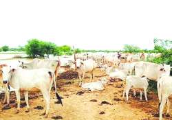 သဘာဝဘေးဒဏ်ခံကာလအတွင်း ကျွဲ၊ နွား၊ သိုးနှင့် ဆိတ်များကို အာဟာရ ဘယ်လိုဖြည့်တင်းပေးသင့်လဲ