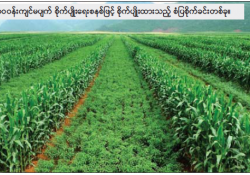 ဆောင်းပါး