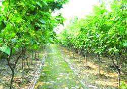 ဆောင်းပါး