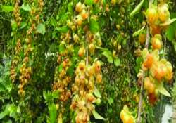 ဆောင်းပါး