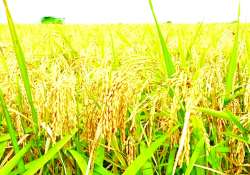 ဆောင်းပါး