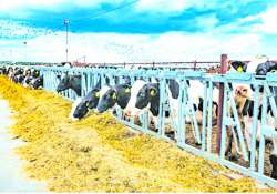 ဆောင်းပါး