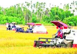 လယ်ယာမြေ ရွှေဝါဝင်းလျက် နိုင်ငံတော်ကြီး ရွှေသီးလာမည်