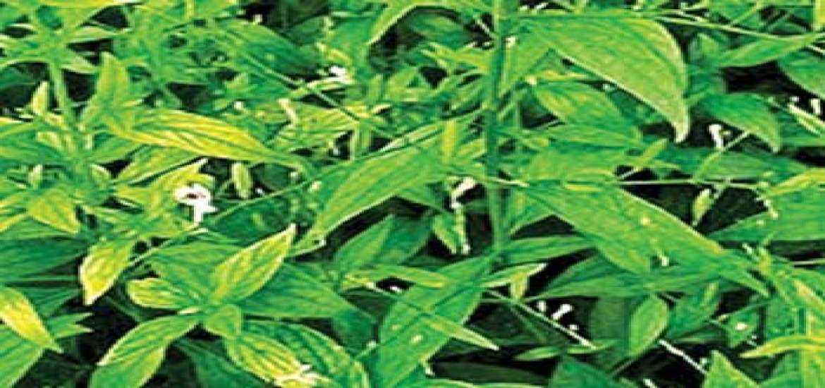 ကျန်းမာရေး