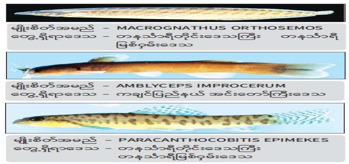 မေးမြူရေး