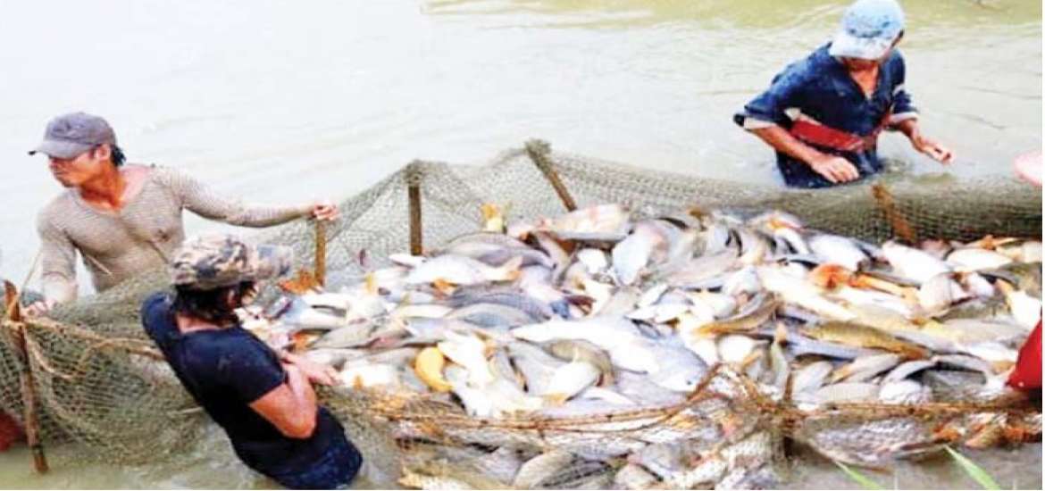 မွေးမြူရေး