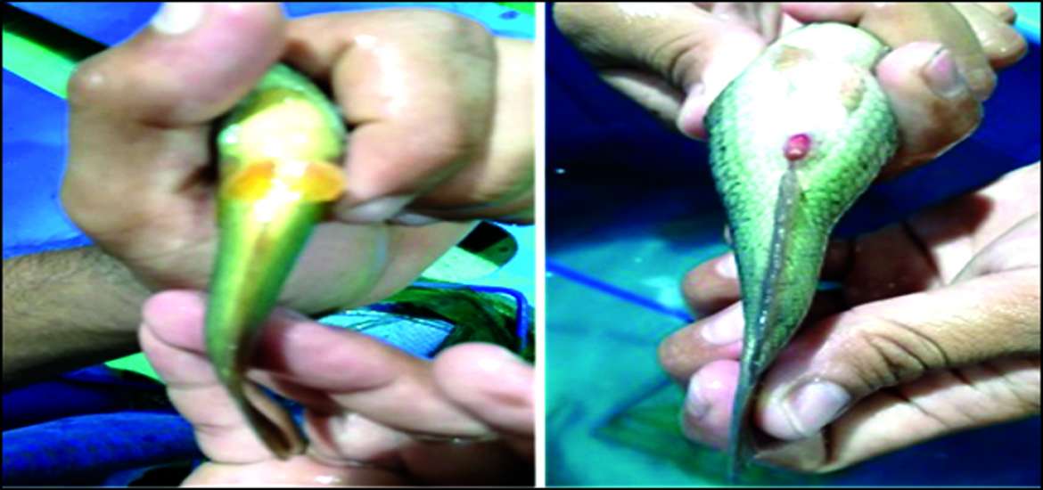 ဆောင်းပါး