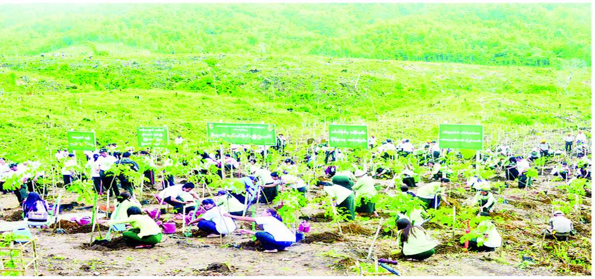 စိုက်ပျိုးပြီးသစ်ပင်ရေရှည်တည်တံ့စေဖို့ ဝိုင်းဝန်းထိန်းသိမ်းစောင့်ရှောက်စို့