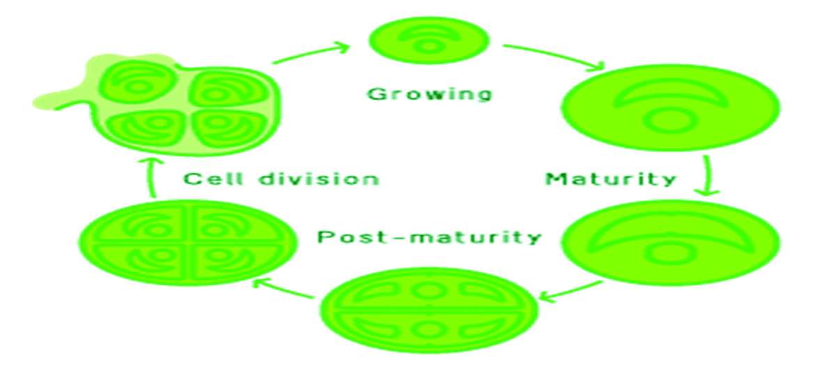 ဆောင်းပါး