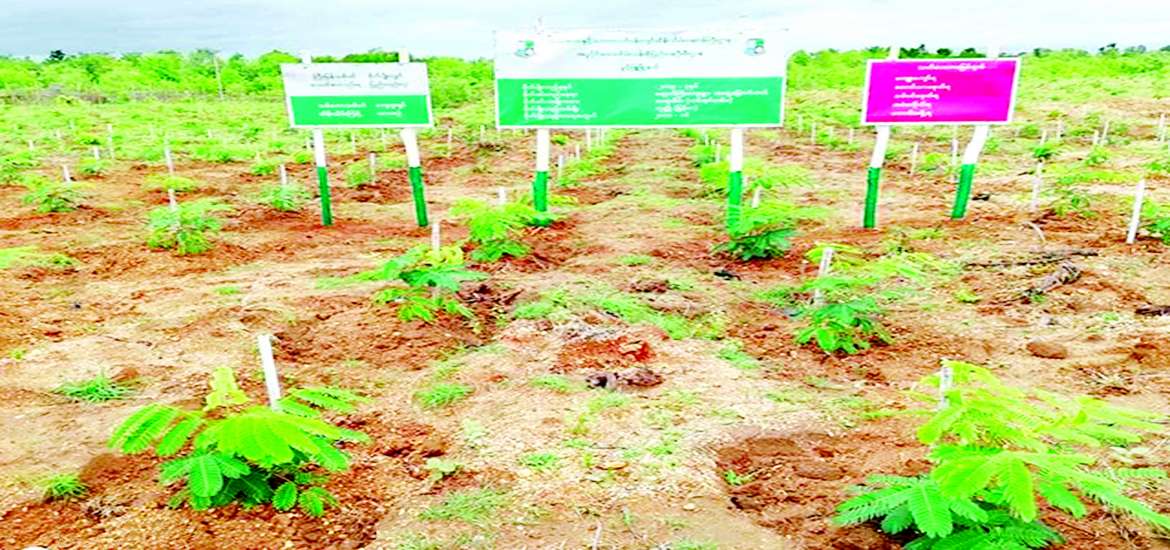 ဥတုရာသီညီမျှဖို့ သစ်ပင်စိုက်ပျိုးကြပါစို့ 