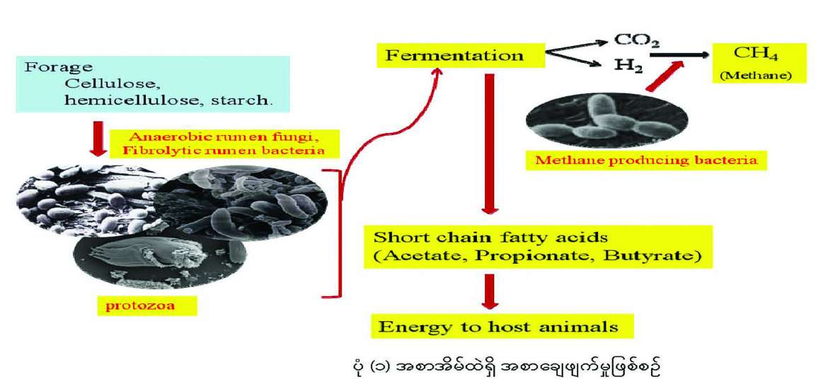 ဆောင်းပါး