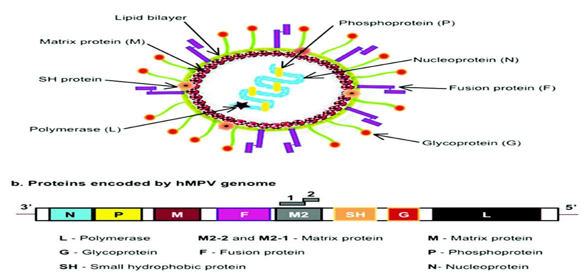ဆောင်းပါး
