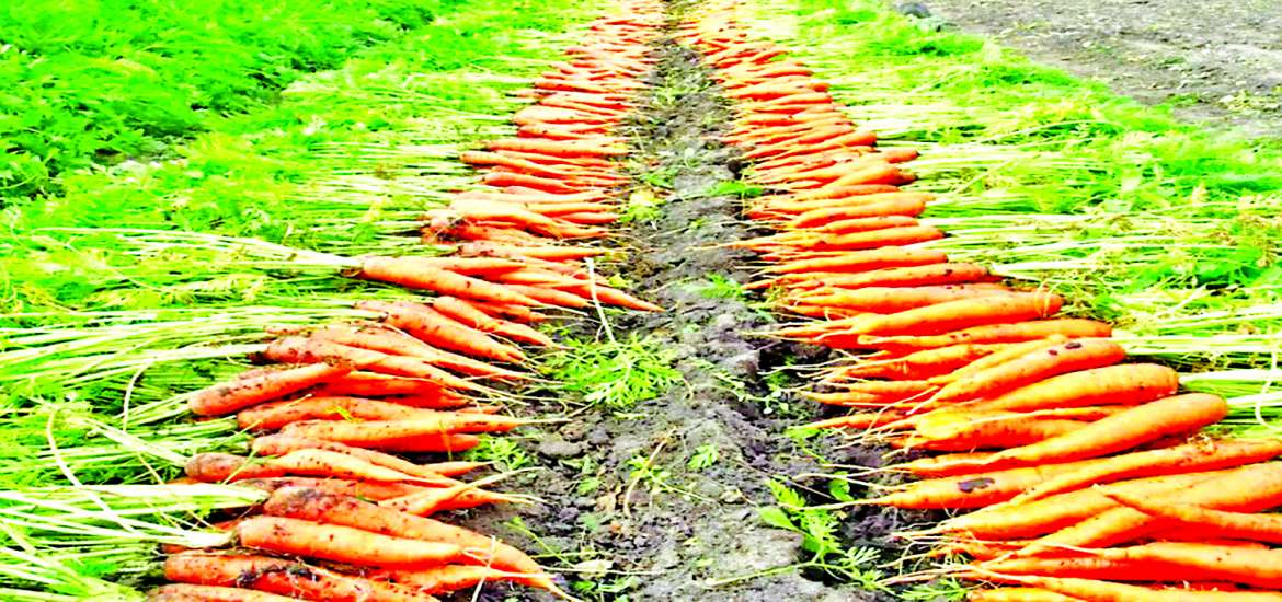 ဆောင်းပါး