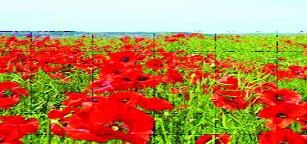 ဆောင်းပါး